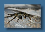 Helengeli 103
